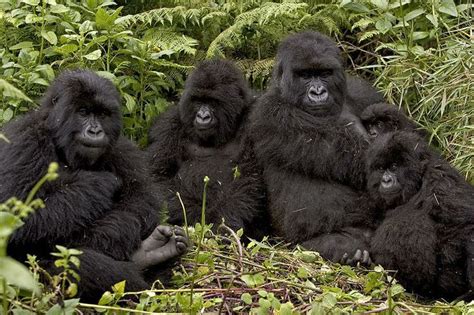 Gorillas Family