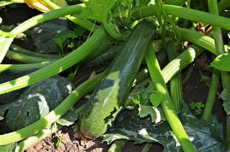 Zucchini Planting from Seed; Plant Care; Harvest | Gardening Tips