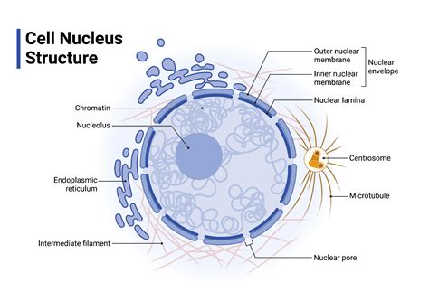 Cell Nucleus Structure | BioRender Science Templates