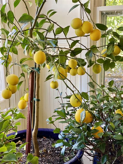 My TOP TIPS For Growing A Magnificent Meyer Lemon Tree: Who Needs The ...