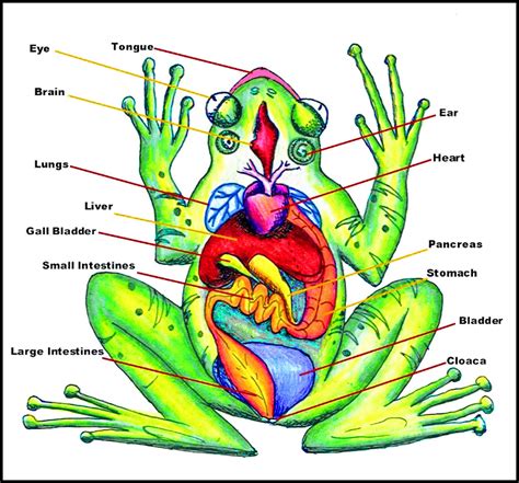 Frog Hopper Glen: Anatomy of a Frog: Diagram