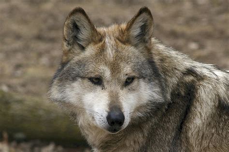 How the U.S. and Mexico have teamed up on Mexican gray wolf recovery ...