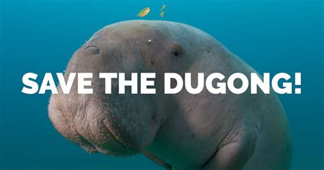 Home - The Dugong & Seagrass Conservation Project