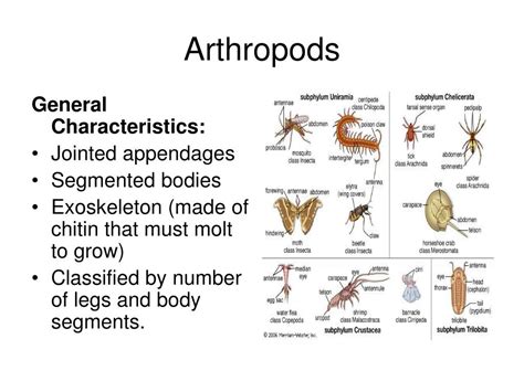 Label The Anatomy Features Of Arthropods