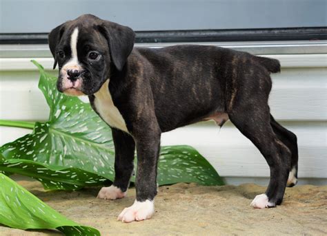 AKC Registered Boxer Puppy For Sale Baltic, OH Male- Grant – AC Puppies LLC