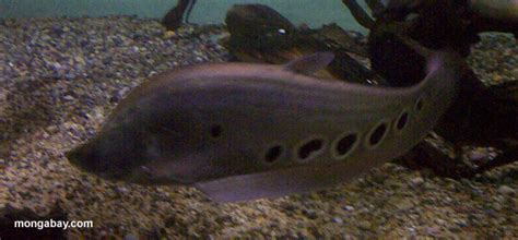 Photo: Clown Knifefish