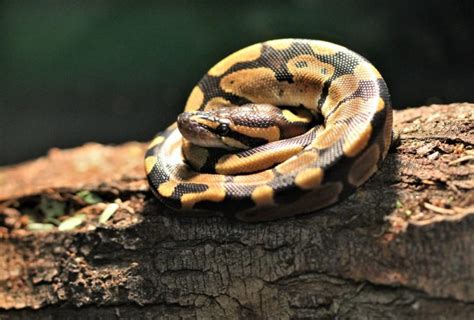 How to Care for Your Ball Python Snake - Allan's Pet Center