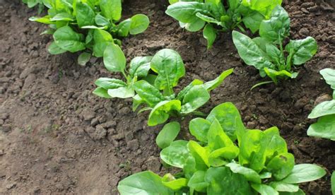 Spinach Plant: Facts, How to Grow, Care Tips