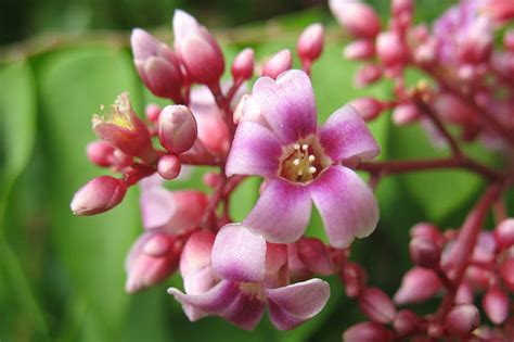 Central African Plants - A Photo Guide - Averrhoa carambola L.