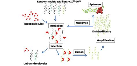 Representation of SELEX enrichment process for aptamers synthesis ...