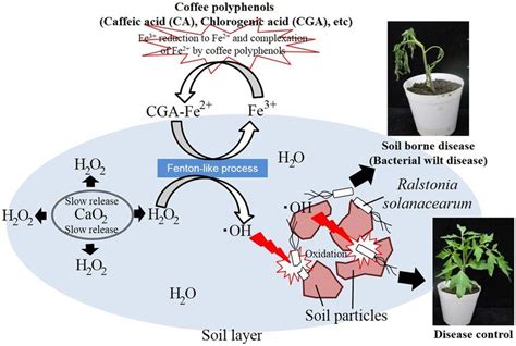 Proposed mechanism of hydroxyl radical (⋅OH) formation for the ...