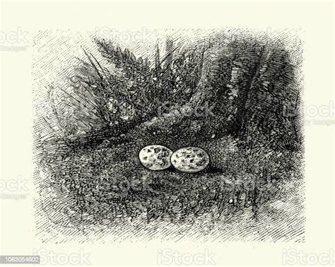 Eggs Of European Nightjar Stock Illustration - Download Image Now ...