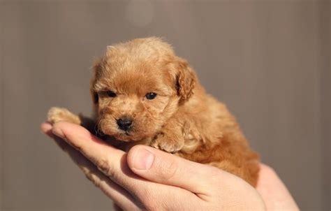 Teacup Poodle: The Ultimate Guide to Raising a Tiny Canine Friend