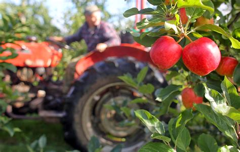 Fruit Farming: Tips On How To Ensure Healthy Tree Growth :: YardYum ...