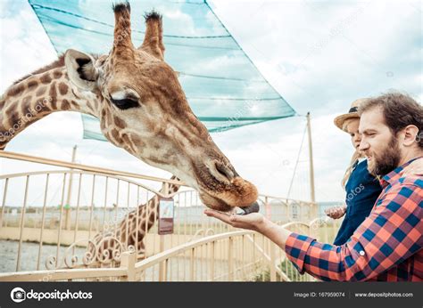 Family feeding giraffe in zoo — Stock Photo © AllaSerebrina #167959074