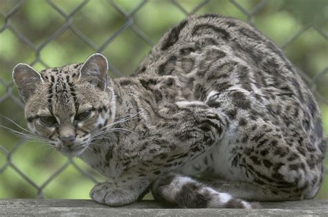 Margay Cat Facts, Size, Habitat, Diet, Kitten, with Pictures