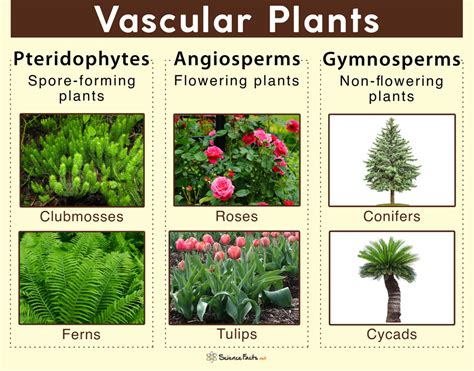 Seeded Vascular Plants Diagram