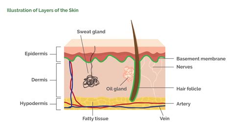 [DIAGRAM] Frog Skin Diagram - MYDIAGRAM.ONLINE