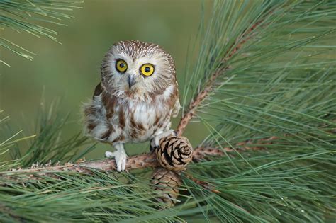 Owls In Kansas: 8 Sunflower State Species To Look For