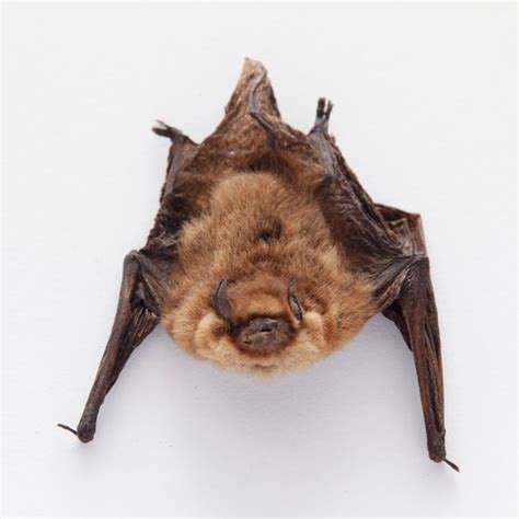 Taxidermy specimen of a pipistrelle bat | Taxidermy, Bat, Specimen