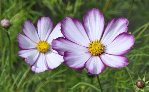 Plant of the Day – Cosmos | Cosmos plant, Flower seeds, Cosmos flowers