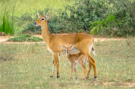 Closeup shot of a baby deer standing near its mother wit blurred ...