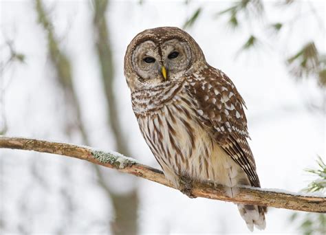 How to bar barred owls | Save the Redwoods League