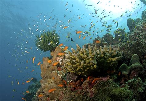 File:The Coral Reef at the Andaman Islands.jpg - Wikimedia Commons