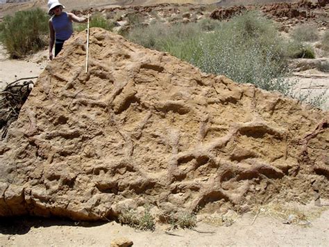 Wooster’s Fossil of the Week: Ancient shrimp burrows (Middle Jurassic ...