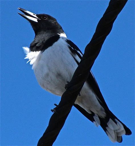 garden delights: World Bird Wednesday - In Black and White