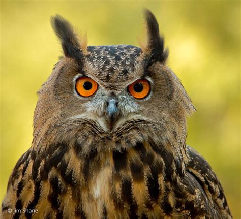 Eurasian Eagle-owl (Bubo bubo) in Explore Raptors: Facts, habitat, diet ...