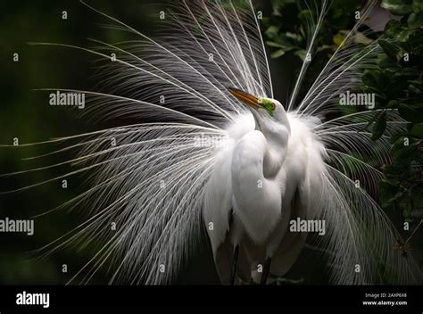 Great Egret in Breeding Plumage Stock Photo - Alamy