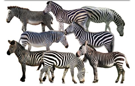 I Spy Animals: Eight little zebras....a test