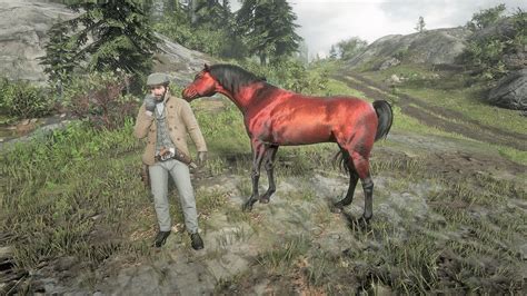 Red Chestnut Arabian Horse Location Rdr2 - YouTube