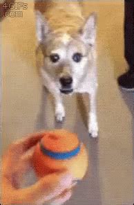 Dogs Playing Catch GIF - Dogs PlayingCatch - Discover & Share GIFs