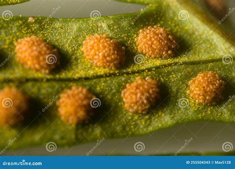 Fern spores and sporangia stock image. Image of leaves - 255504343