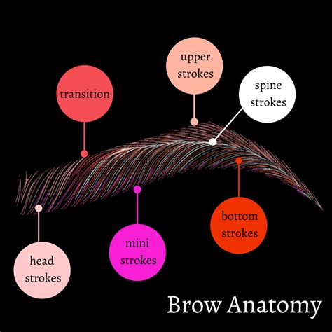 Microblading Brow Anatomy — Filament | Microblading Asheville Brow Tattoo