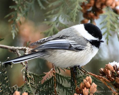 Prairie Nature: Winter Chickadee in Saskatchewan