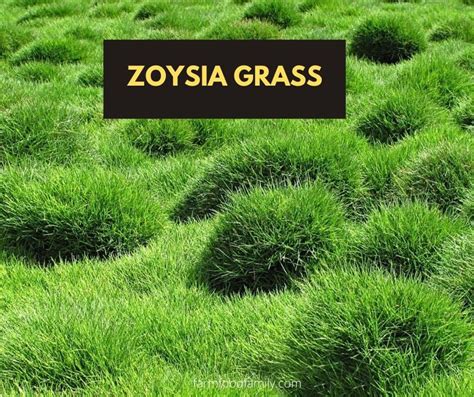 43 Different Types Of Lawn Grass For Your Yard (Names & Pictures)