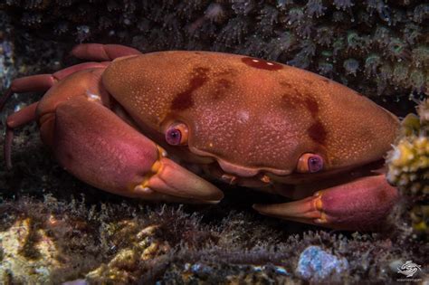 Convex Reef Crab- Facts and Photographs | Seaunseen