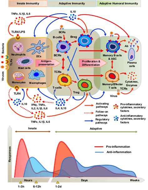 A simplified schematic diagram of the innate and adaptive immune ...