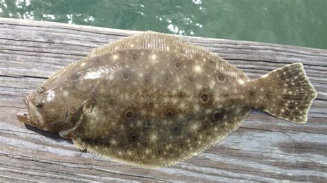 Marine Fisheries Commission likely to shut down flounder fishing this ...