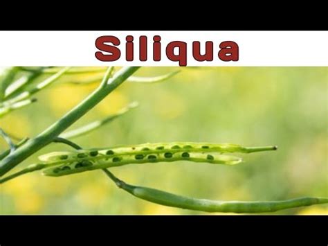 Siliqua @biologywalesir #siliqua #simple #fruit #capsular #dehiscent # ...