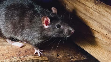 Construction, drought reportedly causing increase in Austin rat ...