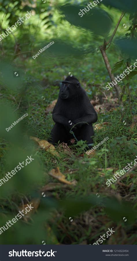 Monyet Tangkoko Sulawesi Utara Indonesia Stock Photo 1214322454 ...