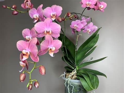 phalaenopsis-specimen » Here But Not