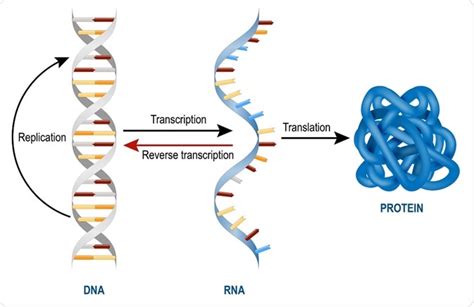 Mrna Structure And Function