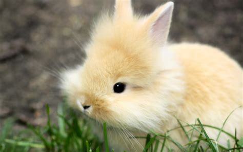 Bunnies – FuzzFeed