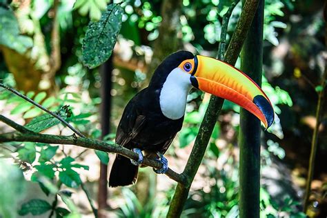 Toco Toucan Facts - Animals of South America - WorldAtlas