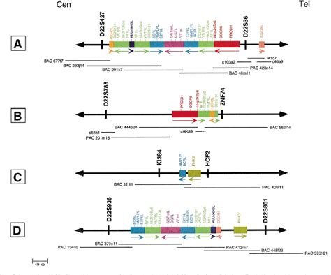 Figure 3 from Chromosome 22-specific low copy repeats and the 22q11.2 ...